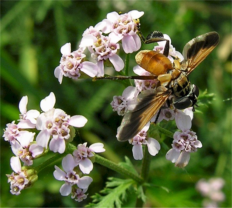 Trichopoda pictipennis (Diptera, Tachinidae)